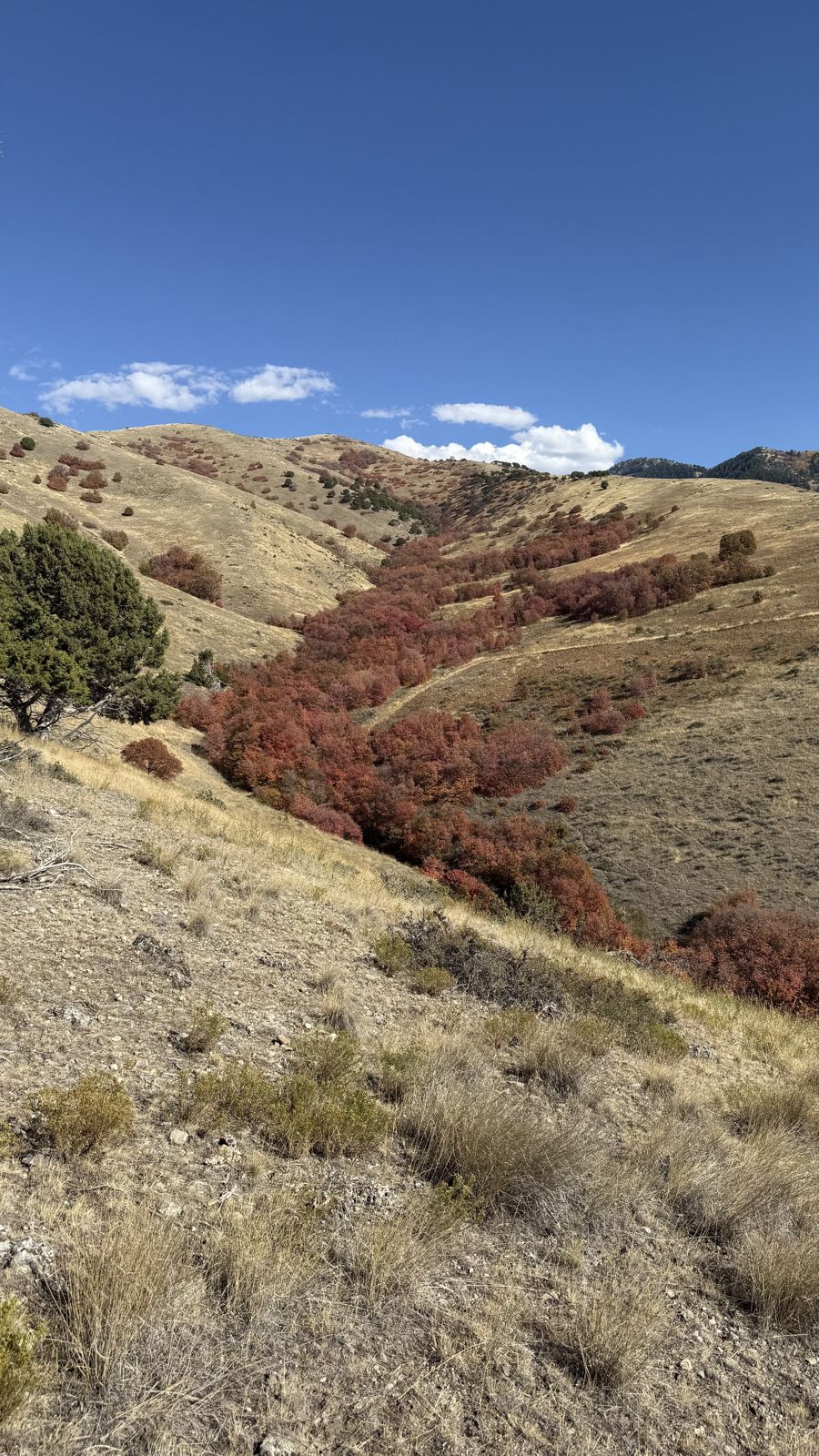Red bigtooth maple filling a draw above Birch Canyon in October